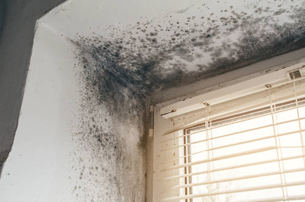 Affordable Basement Mold Removal solutions in Louisville, CO