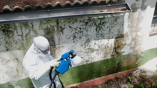 Top rated local Basement Mold Removal specialists in Louisville, CO